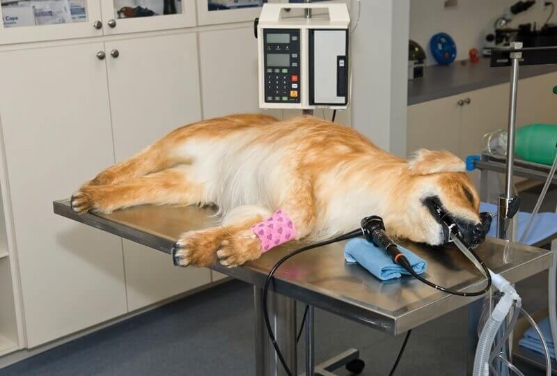 Anesthesia: What You Should Know For Your Golden Retriever*