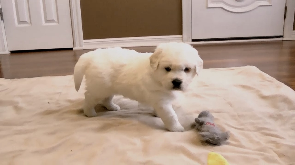 Our 5 Week Old English Cream Pups - Sweet As Cotton Candy