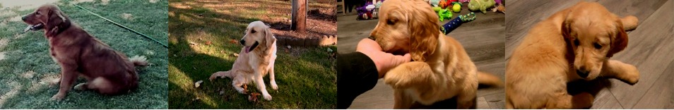 Auburn and Light Blonde Golden Retriever Puppies For Sale