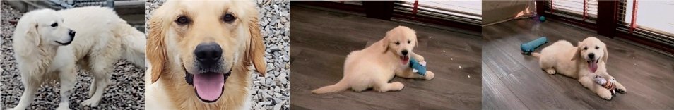 Creamy Blonde Golden Retriever Puppies For Sale