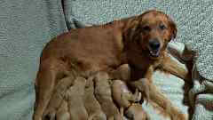 Golden Retriever Puppies for Sale - Auburn Litter