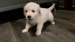 White Cream Puppy No. 5617