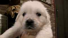 White Cream Puppy No. 5989