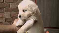 White Cream Puppy No. 9378